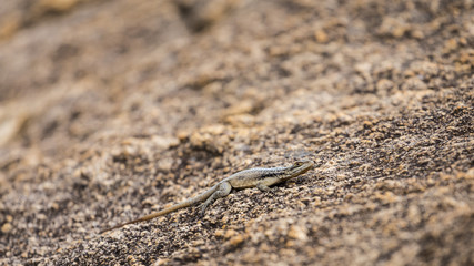 Three eyed plated lizard camouflaged on a rock in Madagascar