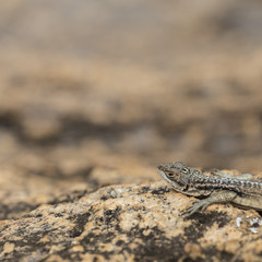 Three eyed plated lizard head portrait in Madagascar rock reserve