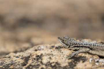 Head portrait on a three eyed plate lizard close up in a Madagascar wildlife rock reserve.
