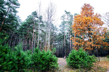 Beauty autumn forest