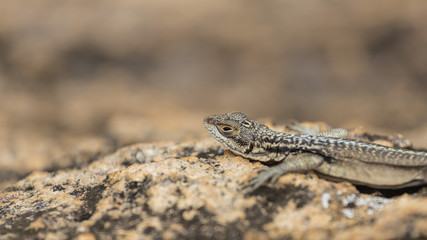 Three eyed plated lizard head portrait in Madagascar rock reserve