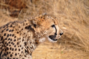 Cheetah