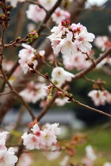 Sakura flowers blossom in autumn season
