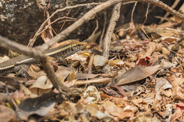 Zonosaurus Madagascariensis plated lizard, endemic reptile in Madagascar wildlife reserve.