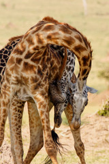 Giraffenpaar