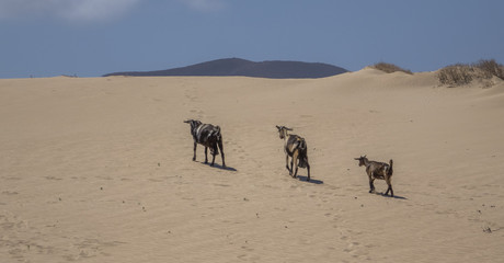 Goats in Corralejo,Fuerteventura,Canary islands,Spain
