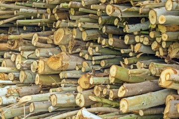 close-up timber during timber harvesting -  felled trees, put together during logging