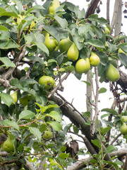 tree branches full of green pears