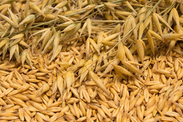 oat grain closeup