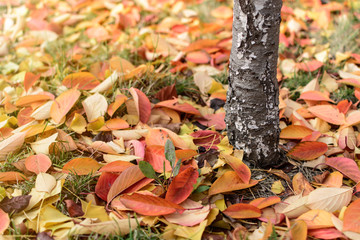 fallen autumn leaves on grass in the garden