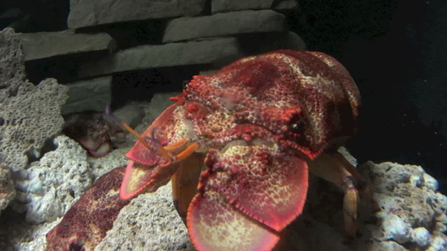 Close up of slipper lobster swimming towards camera.
