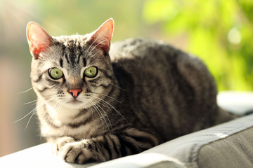 Naklejka na ściany i meble Beautiful cat on sofa close-up