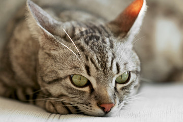 Beautiful cat on sofa close-up