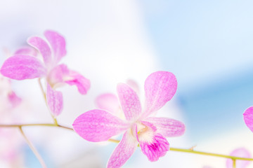 purple orchid flowers over natural background