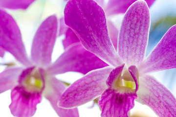 purple orchid flowers over sky background