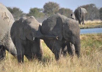 Elephants playing