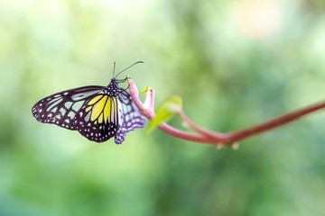 Obraz premium Piękny żółty szklisty tygrys w parku motyli