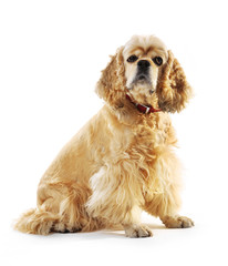 American cocker spaniel isolated on white