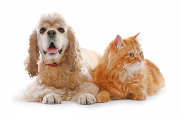 American cocker spaniel and red cat together isolated on white