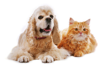 Obraz premium American cocker spaniel and red cat together isolated on white