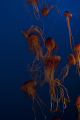 Groupe de m&eacute;duses rouges