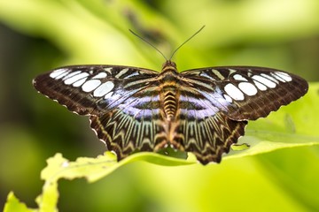 Fototapeta na wymiar Beautiful butterfly in a butterfly park