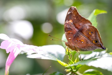 Obraz na płótnie Canvas Beautiful butterfly in a butterfly park
