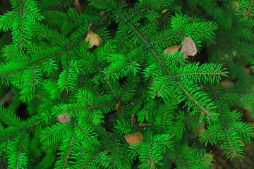 Pine tree background