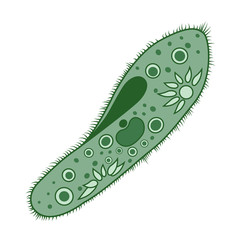 Infusorium vector illustration