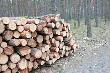 Big pile of cut logs in forest