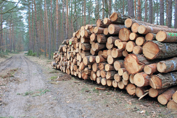 Big pile of cut logs in forest