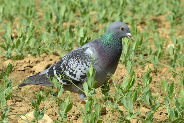 Pigeon dans un champ de pois