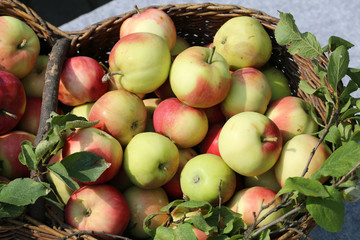 he wicker basket with apples and plums