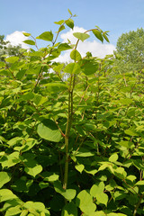 La renouée du Japon est une espèce invasive