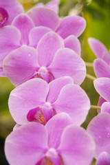 Obraz na płótnie Canvas 紫色の蘭