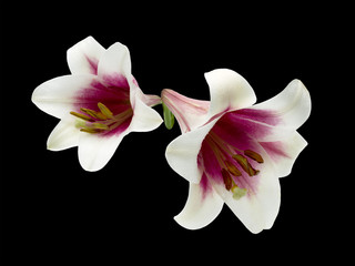 Fototapeta na wymiar Two white lilies with pink center