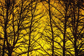 Sunset trees silhouette