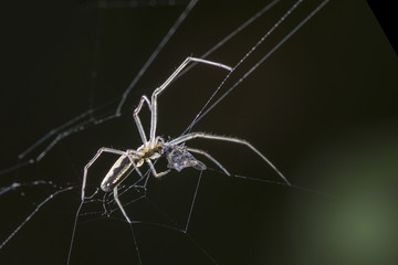 Spider and prey on dark background