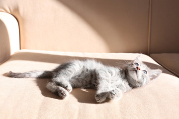 Cute little grey kitten lying on sofa