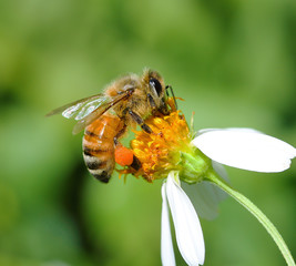 bee on flower