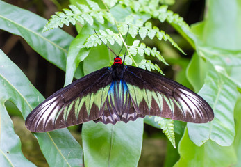 Fototapeta premium Rajah Brooke's Birdwing