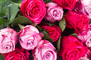 dark and light  pink roses  on table