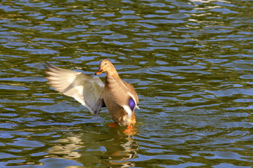 Beautiful duck  flaps its wings over the water river.  bird.summer.wave. float. lake, river , spray , drops, colorful , duck , dive, swim , swimming good looking nice beak, feathers , tail , wings