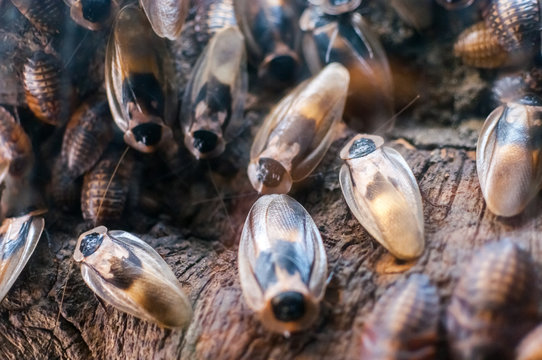 cockroaches on the old wooden background