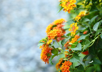 Beautiful tropical Lantana flowers.