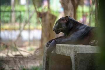 Black panther resting