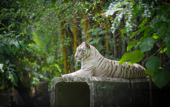 Fototapeta White Bengal tiger
