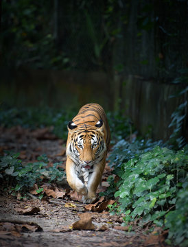 Fototapeta Malayan tiger walking