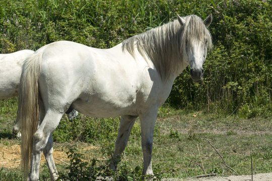 White horses in Camargue (Provence)