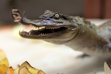 Stuffed crocodile with butterfly